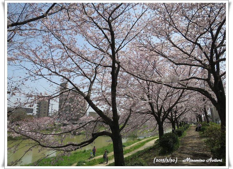桜のトンネル2015-02-30那珂川水辺の散歩道( 桜満開)(248)