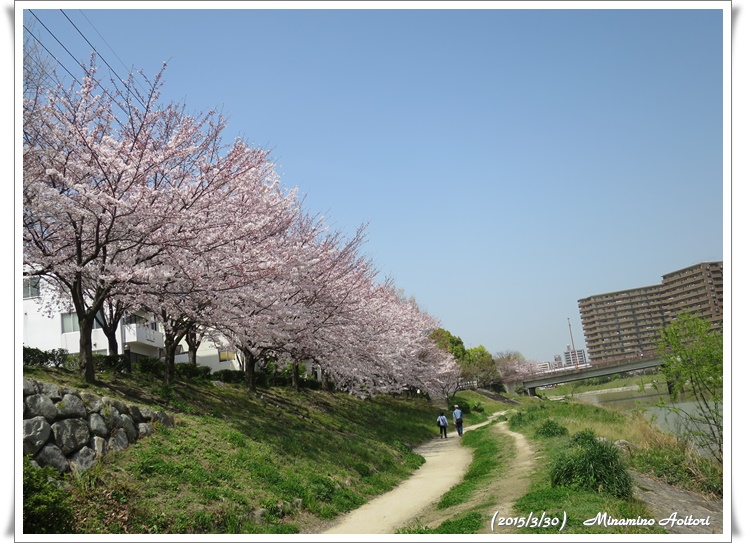 桜並木2015-02-30那珂川水辺の散歩道( 桜満開)(282)