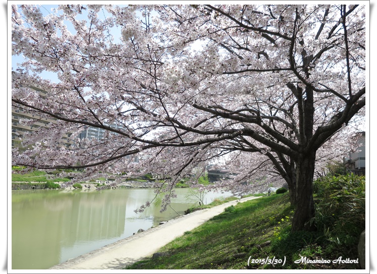桜の木の下から2015-02-30那珂川水辺の散歩道( 桜満開)(146)
