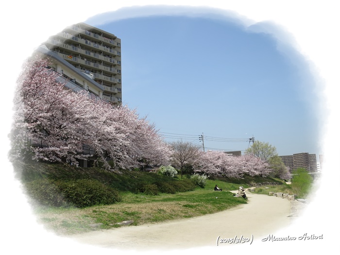 桜並木2015-02-30那珂川水辺の散歩道( 桜満開)(355)