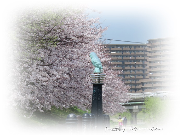 フクロウと桜2015-02-30那珂川水辺の散歩道( 桜満開)(383)