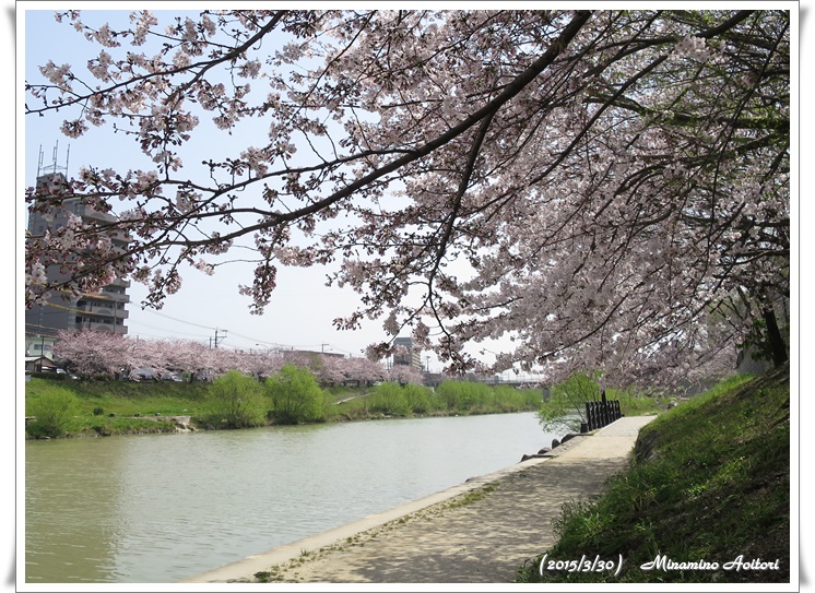 対岸の桜2015-02-30那珂川水辺の散歩道( 桜満開)(303)