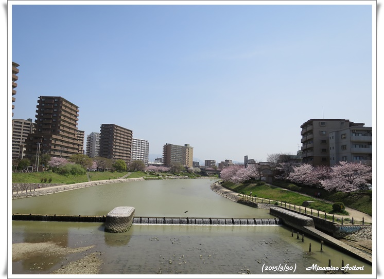 那珂川全景2015-02-30那珂川水辺の散歩道( 桜満開)(457)