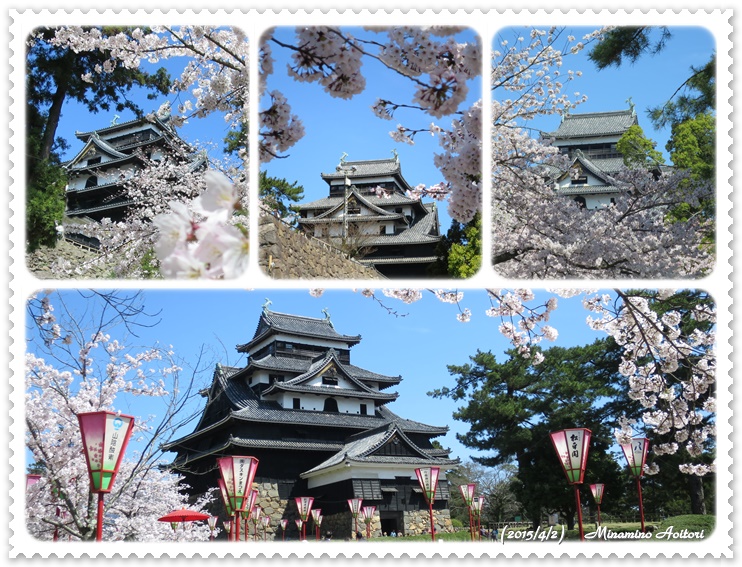 桜と松江城レイアウト