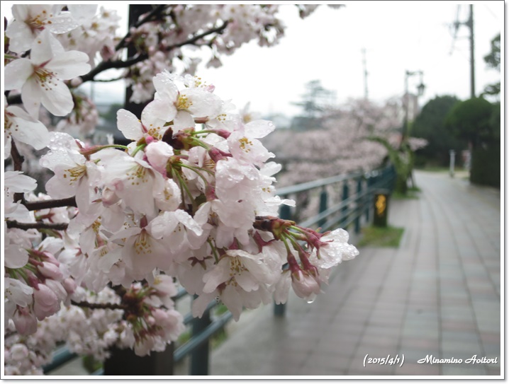 桜アップ2015-04-01玉造温泉(桜) (194)