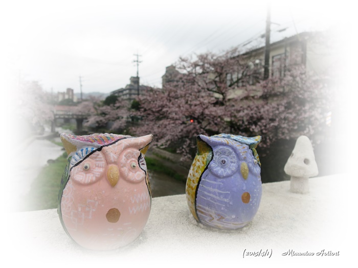 フクロウ2015-04-01玉造温泉(桜) (62)