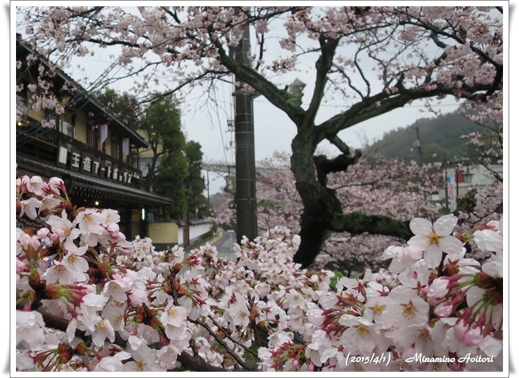 アートボックスと桜2015-04-01玉造温泉(桜) (40)