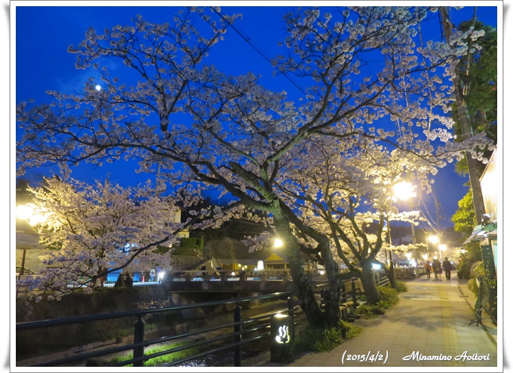 夜の温泉街の桜2015-04-02松江城・八重垣神社・玉造温泉 (894)
