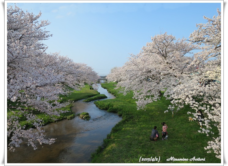 歩道橋から桜並木2015-04-02松江城・八重垣神社・玉造温泉 (677)