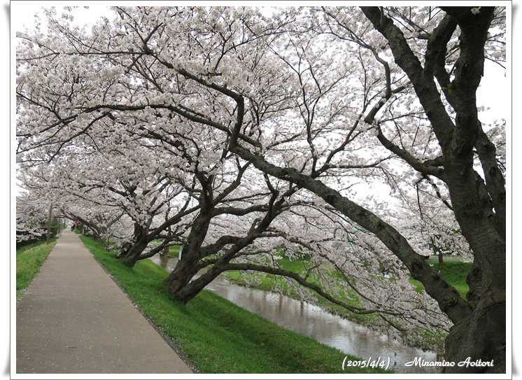 桜並木2015-04-04玉造温泉(桜) (227)