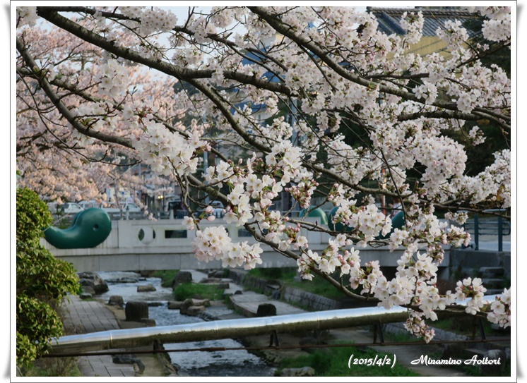 まがたま橋と桜2015-04-02松江城・八重垣神社・玉造温泉 (866)
