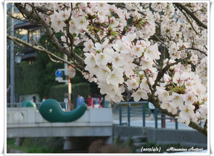 まがたま橋と桜アップ2015-04-02松江城・八重垣神社・玉造温泉 (868)