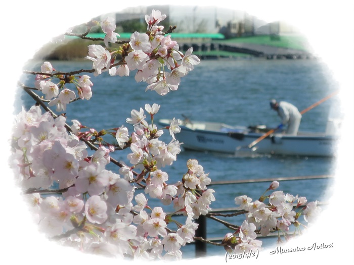桜とシジミ漁2015-04-02松江城・八重垣神社・玉造温泉 (99)