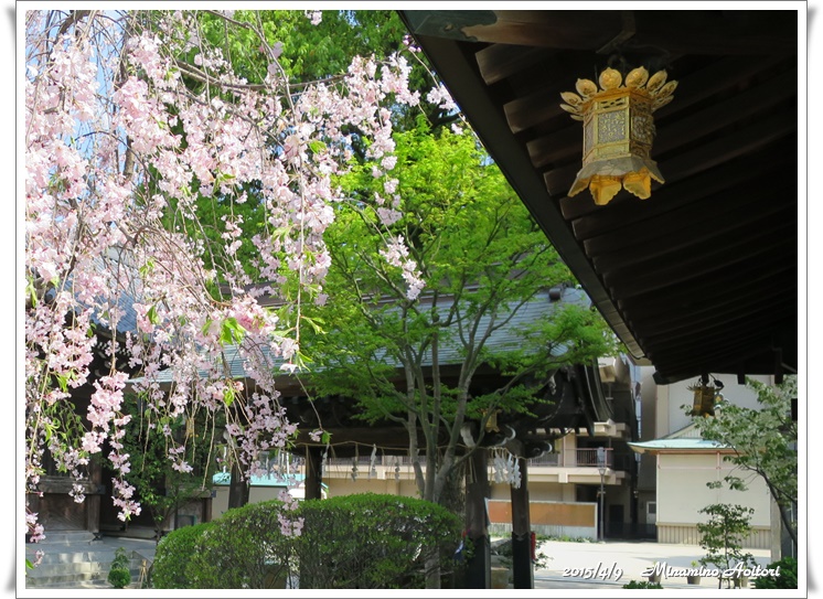 しだれ桜2015-04-09アクロスから櫛田神社 (220)