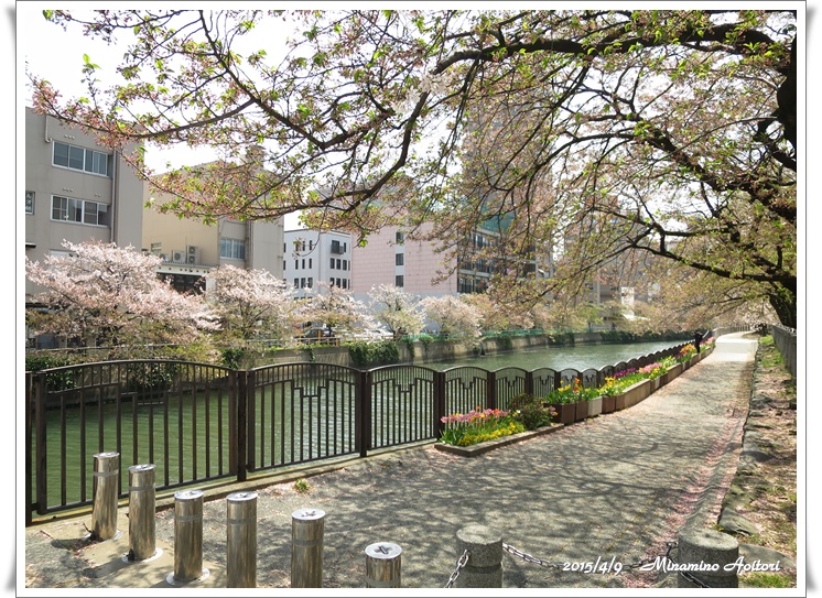 川沿い桜並木2015-04-09アクロスから櫛田神社 (5)