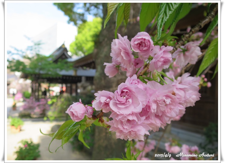 桜アップ2015-04-09アクロスから櫛田神社 (192)