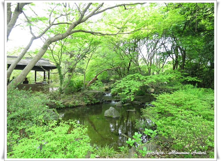 池と新緑2015-04-12石橋文化センター (206)