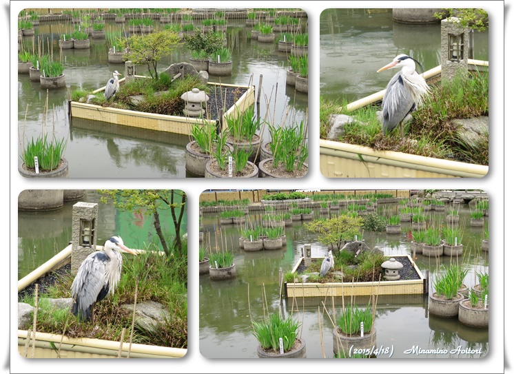 菖蒲池の鳥