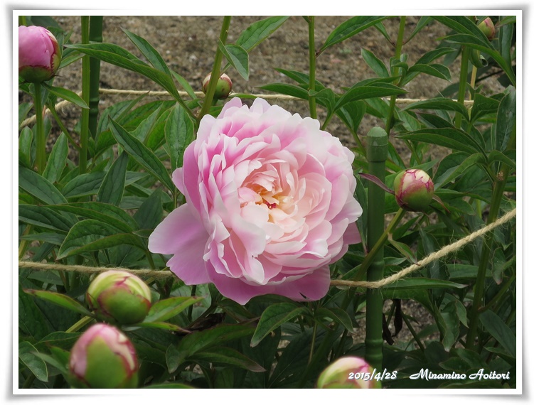 シャクヤク(花)・ピンク2015-04-28福岡城跡・フジ・ぼたん・シャクヤク (72)