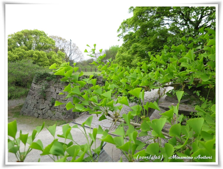 石垣とイチョウ2015-04-28福岡城跡・フジ・ぼたん・シャクヤク (311)