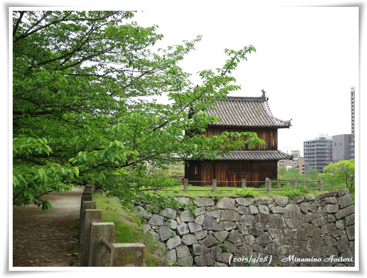 櫓と桜2015-04-28福岡城跡・フジ・ぼたん・シャクヤク (287)