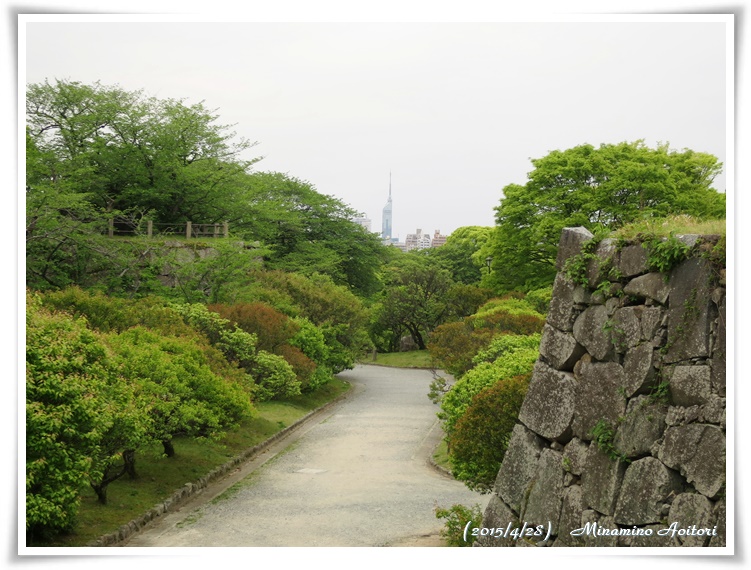 福岡タワー～２～2015-04-28福岡城跡・フジ・ぼたん・シャクヤク (271)