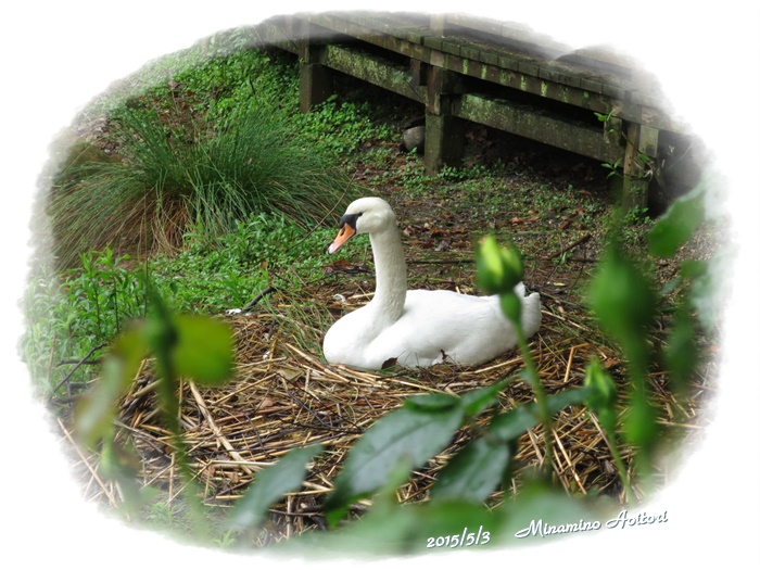 白鳥(たまご)2015-05-03イングリッシュガーデン (85)