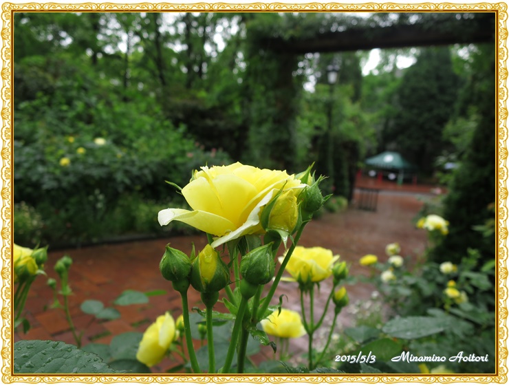 黄色バラ2015-05-03イングリッシュガーデン (172)