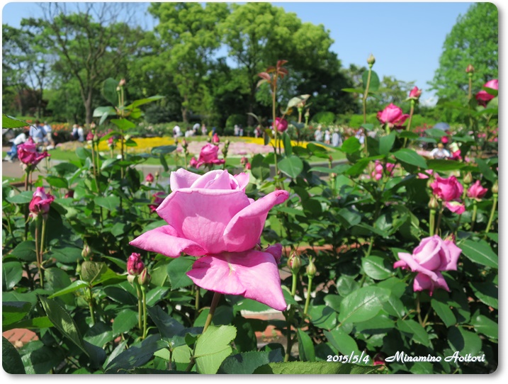 花壇広場ピンクバラ2015-05-04植物園 (191)
