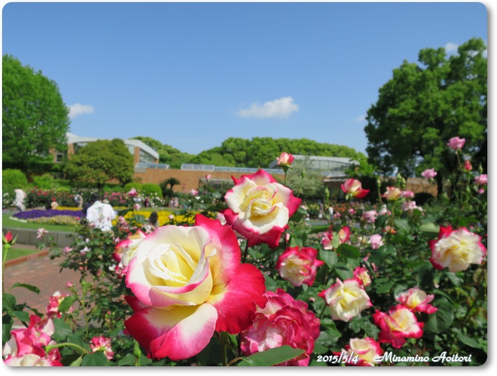 バラ園赤縁どり大輪2015-05-04植物園 (173)