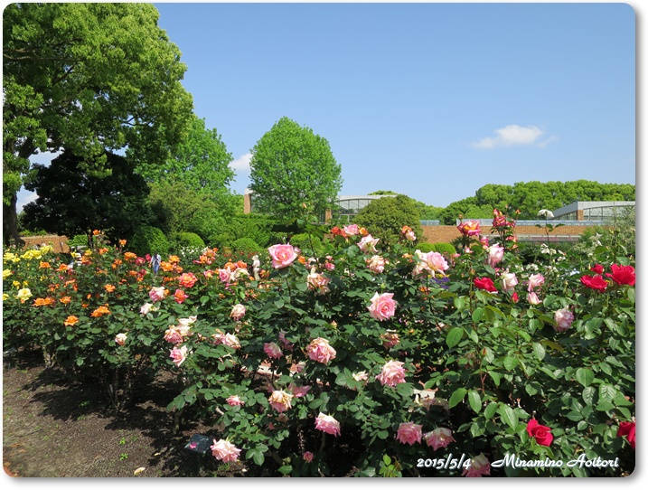 バラ園青空2015-05-04植物園 (161)