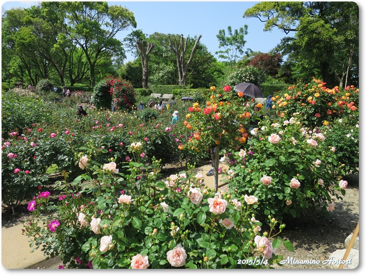 バラ園2015-05-04植物園 (159)