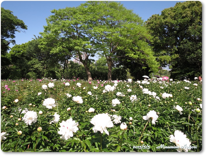 シャクヤク園(白)2015-05-05福岡城跡(シャクヤク)大濠公園 (3)