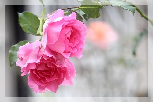 フルフル咲きの可愛いバラ ピンクオブプリンセス モコちゃんどこだ けいこの夢見るローズガーデン