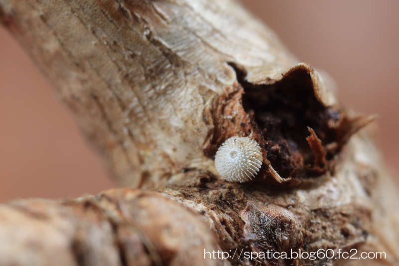 メスアカミドリシジミ越冬卵
