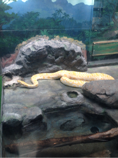 とべ動物園 蛇
