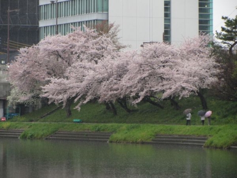乙川堤の桜並木