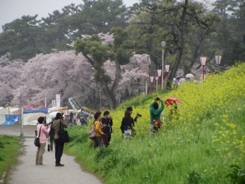 乙川堤の桜並木