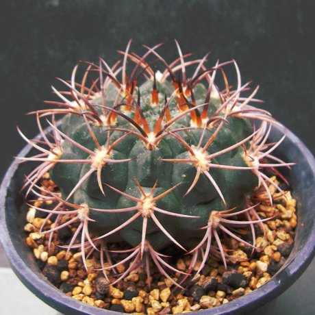 150528--Sany0080--carminanthum montanum--HV 611--Cuesta de los Angeles 1750m--Bercht seed 2262(2012)