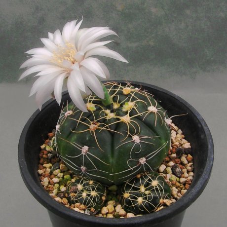 Sany0085--denudatu ssp angulatum--GF 304--Dom Pedrito R G d Sul--Piltz seed 3423