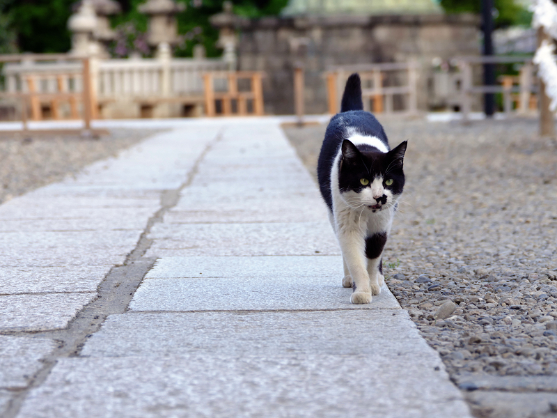 石畳参道を歩く猫1