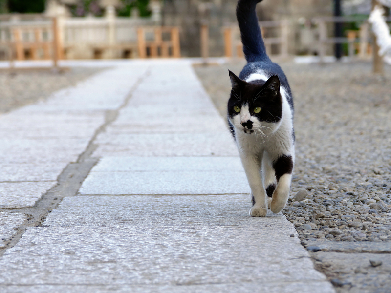 石畳参道を歩く猫2