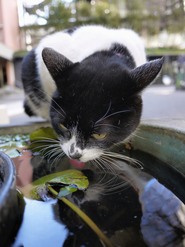 水鉢で水を飲む猫