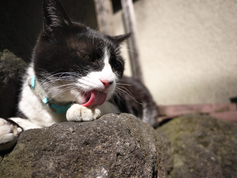 岩の上でベロを出す猫1
