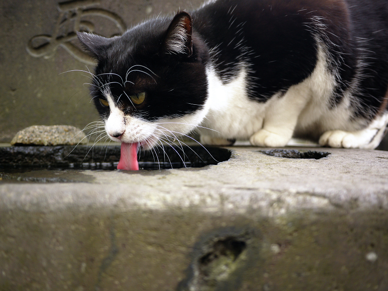 ベロを出して水を飲む猫