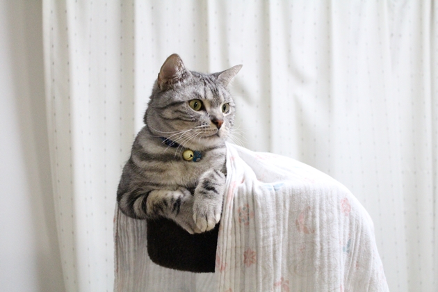 オナガドリ風の猫