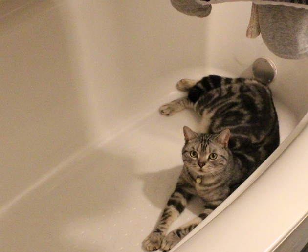 浴室に猫