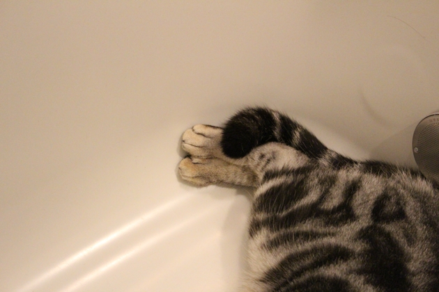 浴室に猫