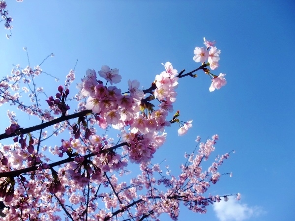 池西さんの桜