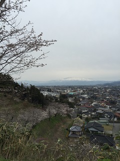 大山 桜まつり 2015 3